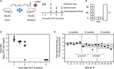 Stochastic Episodes of Latent Cytomegalovirus Transcription Drive CD8 T-Cell “Memory Inflation” and Avoid Immune Evasion